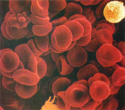 Red and white blood cells
