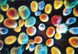 Invasion der Pollen