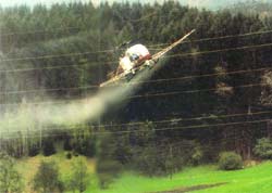 „Therapie" für den Wald