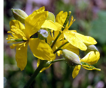 celandine