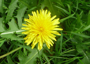 Löwenzahn (Taraxacum officinale)