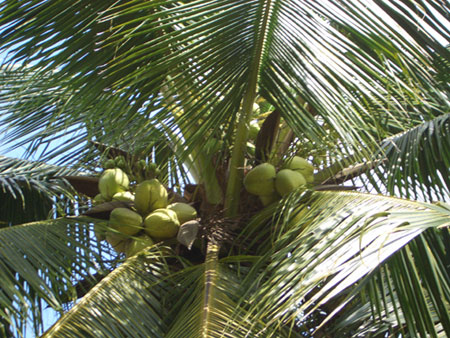 Desintoxicación con agua de coco