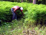 “horseradish tree” Moringa oleifera