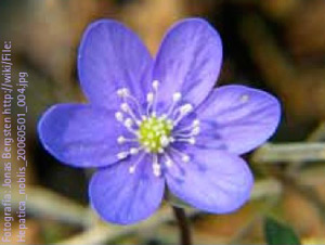 Anemone hepatica