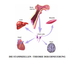 Stammzellen, der Schlüssel für Regeneration und Verjüngung