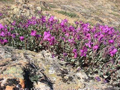 Arktisches Weidenröschen, die Nationalblume Grönlands