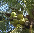 Desintoxicación con agua de coco