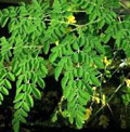 Moringa: El “Árbol Milagro” 